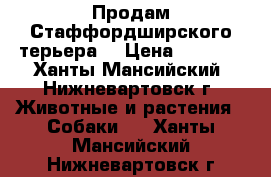 Продам Стаффордширского терьера  › Цена ­ 8 000 - Ханты-Мансийский, Нижневартовск г. Животные и растения » Собаки   . Ханты-Мансийский,Нижневартовск г.